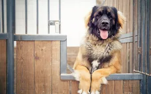 Adorable Guard Dog Wallpaper