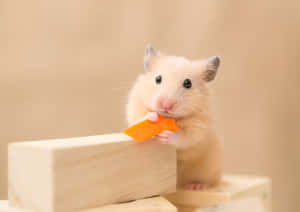 Adorable Hamster Holding Chip Wallpaper