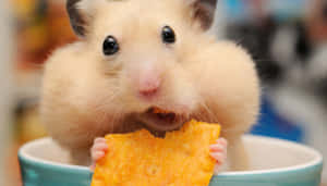 Adorable Hamster Watching With Curiosity Wallpaper
