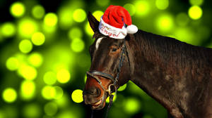 Adorable Horse Wearing Santa Hat For Christmas Wallpaper