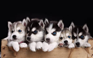 Adorable Husky Puppy Resting In A Box Wallpaper