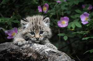 Adorable Kitten Paws A Hanging On Log In Nature Wallpaper