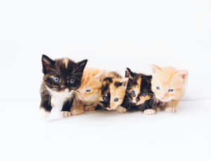 Adorable Kitten Quintet Wallpaper