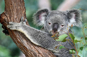 Adorable Koala Bear Of Australia Wallpaper