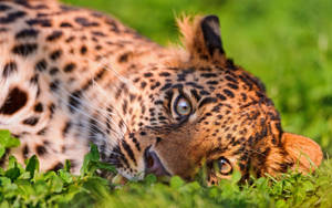 Adorable Leopard Playing On Grass Wallpaper
