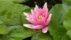 Adorable Pink Water Lily Wallpaper