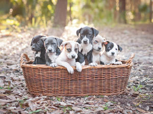 Adorable Pitbull Puppies Nestled In A Basket Wallpaper