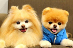 Adorable_ Pomeranians_ Smiling Wallpaper