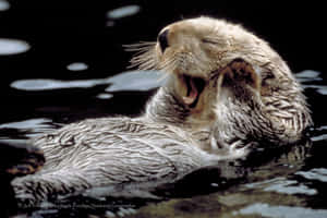 Adorable Seal Pup Enjoying Their Home At Sea Wallpaper