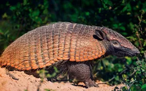 Adorable South American Armadillo Wallpaper