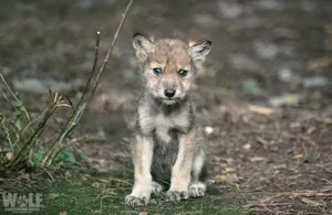 Adorable Wolf Pup Exploring The Wilderness Wallpaper