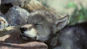 Adorable Wolf Pup In The Wild Wallpaper