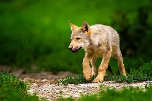 Adorable Wolf Pup In The Wild Wallpaper
