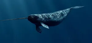 Adult Narwhal Swimming Wallpaper