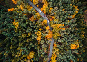 Aerial Forest Road Shot Best Autumn Wallpaper