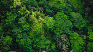 Aerial Forest View Wallpaper
