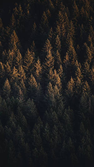 Aerial View Of Green Pine Forest Iphone Wallpaper