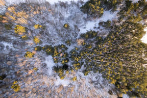 Aerial View Of Snowy Forest In Lithuania Wallpaper