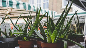 Aesthetic Aloe Vera Pots Wallpaper