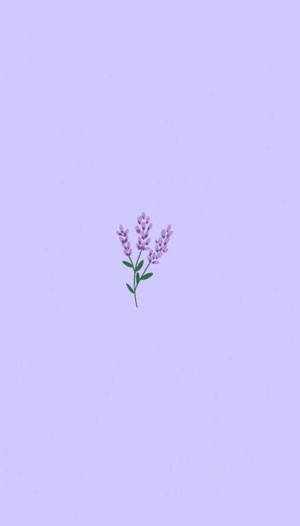 Aesthetic And Beautiful Purple Flower Wallpaper