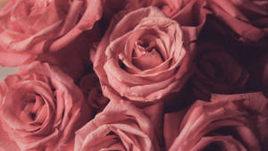 Aesthetic Baby Pink Roses Wallpaper