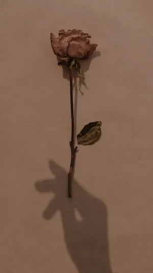 Aesthetic Brown Withered Flower Wallpaper