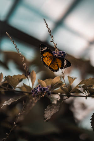 Aesthetic Butterfly On A Purple Flower Wallpaper