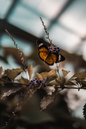 Aesthetic Butterfly On A Purple Flower Wallpaper