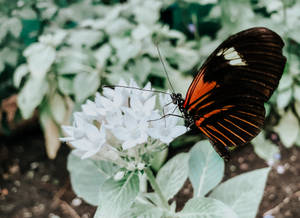 Aesthetic Butterfly On A White Flower Wallpaper