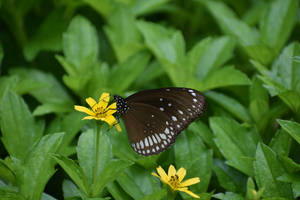 Aesthetic Butterfly On A Yellow Flower Wallpaper