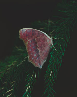 Aesthetic Butterfly On Pine Tree Wallpaper
