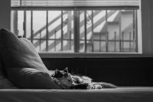 Aesthetic Cat In Bed Wallpaper