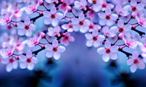 Aesthetic Cherry Blossom In Focus Wallpaper