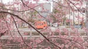 Aesthetic Cherry Blossom Outside Wallpaper