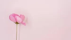 Aesthetic Computer Light Pink Peony Wallpaper