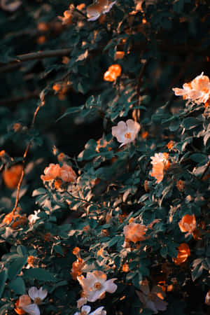 Aesthetic Cute Flower Wallpaper