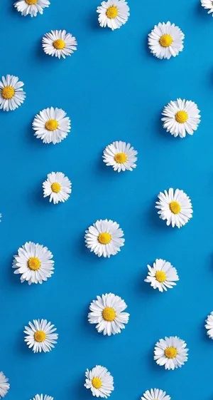 Aesthetic Daisy Blue Flat Lay Wallpaper