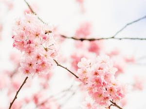 Aesthetic Desktop Cherry Blossoms Wallpaper