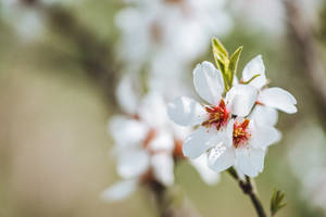 Aesthetic Flower Almond Blossoms Wallpaper