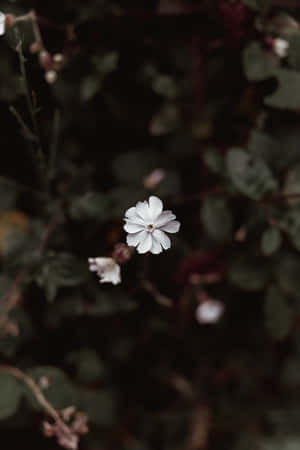 Aesthetic Flower Surrounded With Dark Leaves Wallpaper