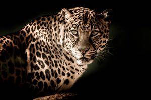 Aesthetic Glowing Leopard Hd Wallpaper