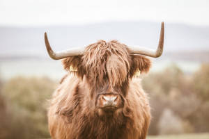 Aesthetic Highland Ox Wallpaper