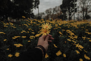 Aesthetic Holding Yellow Daisies Wallpaper