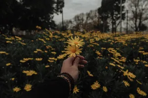 Aesthetic Holding Yellow Daisies Wallpaper