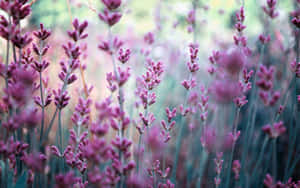 Aesthetic Lavender Laptop For Creativity Wallpaper