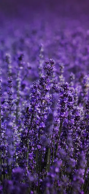 Aesthetic Lavender Laptop For The Stylish And Creative Wallpaper