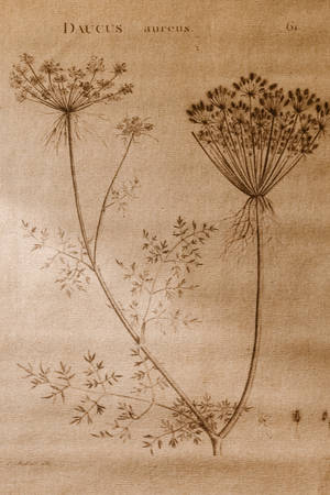Aesthetic Light Brown Botanical Illustration Wallpaper