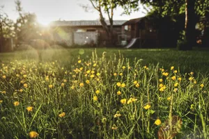 Aesthetic Meadow Of Yellow Flowers Wallpaper