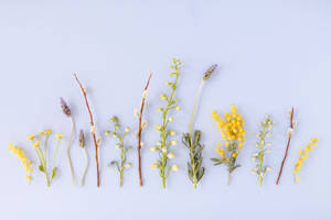 Aesthetic Minimalist Flowers Wallpaper