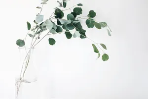 Aesthetic Minimalist Plant Wallpaper